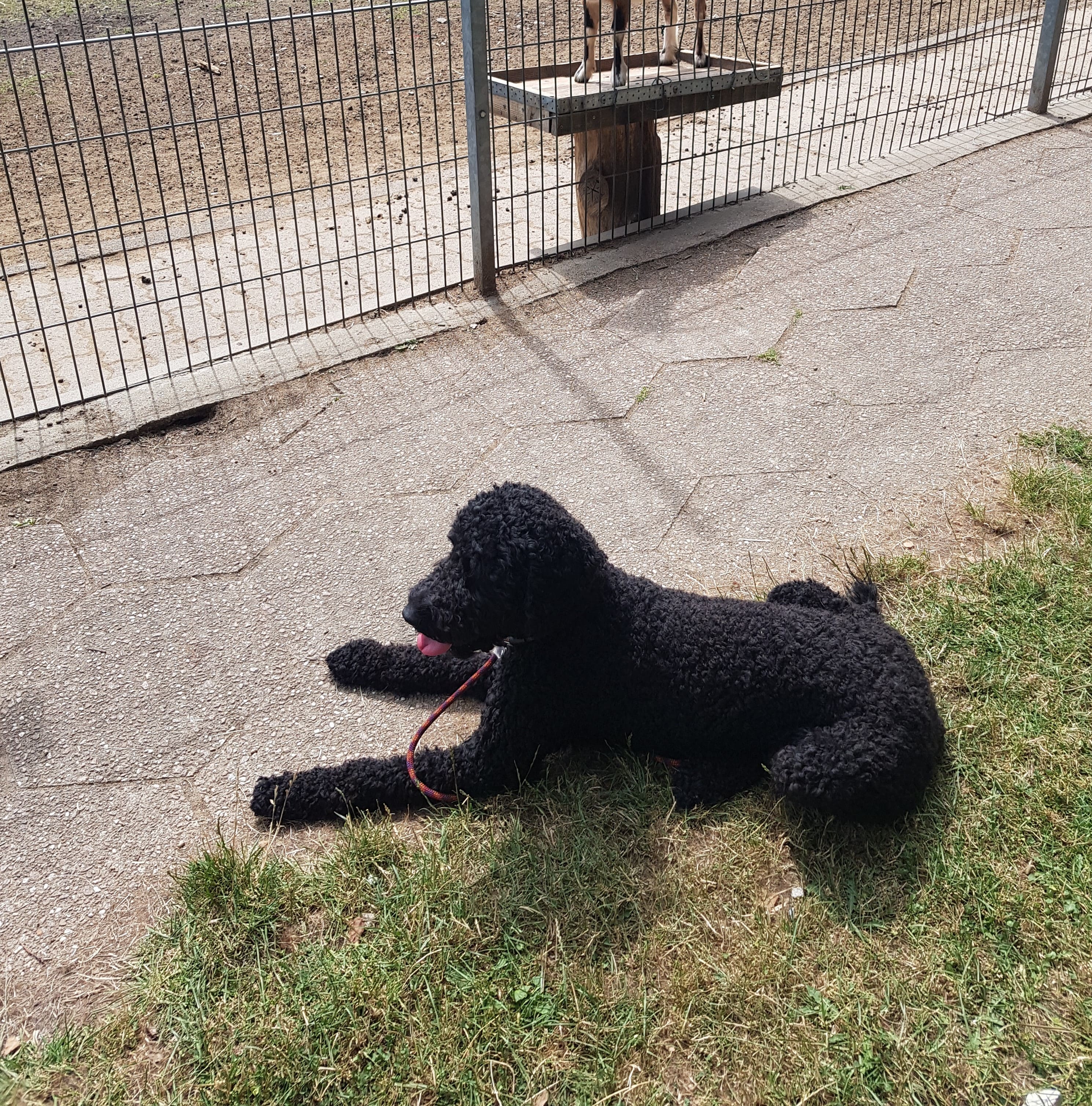 Alma_Signalhund
